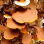 1-ingredient-1-1.webp
