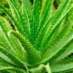 5-ingredient-1.webp
