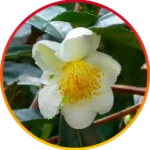 image-2.webp