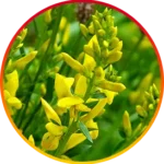 image-3.webp