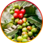 image-4.webp